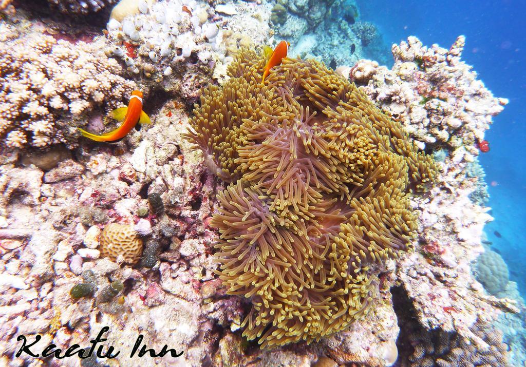 Kaafu Inn Guraidhoo Extérieur photo